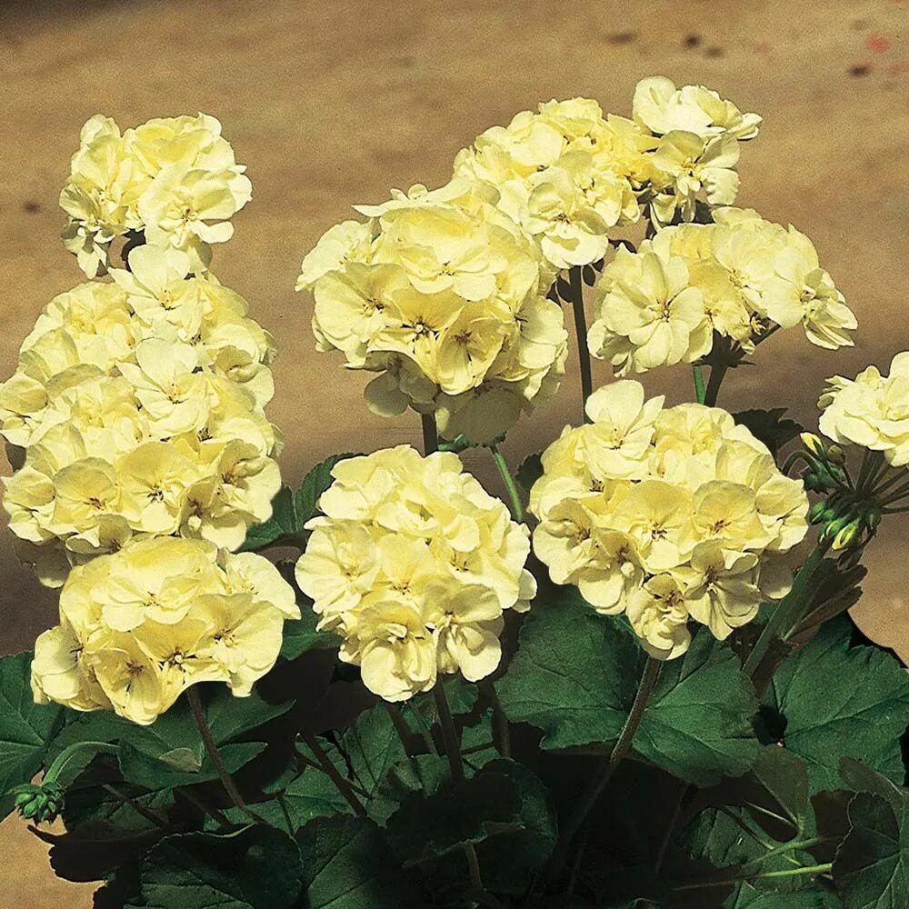 Geranium 'First Yellow Improved' - Annual Bedding Plants - Van Meuwen Geraniums,