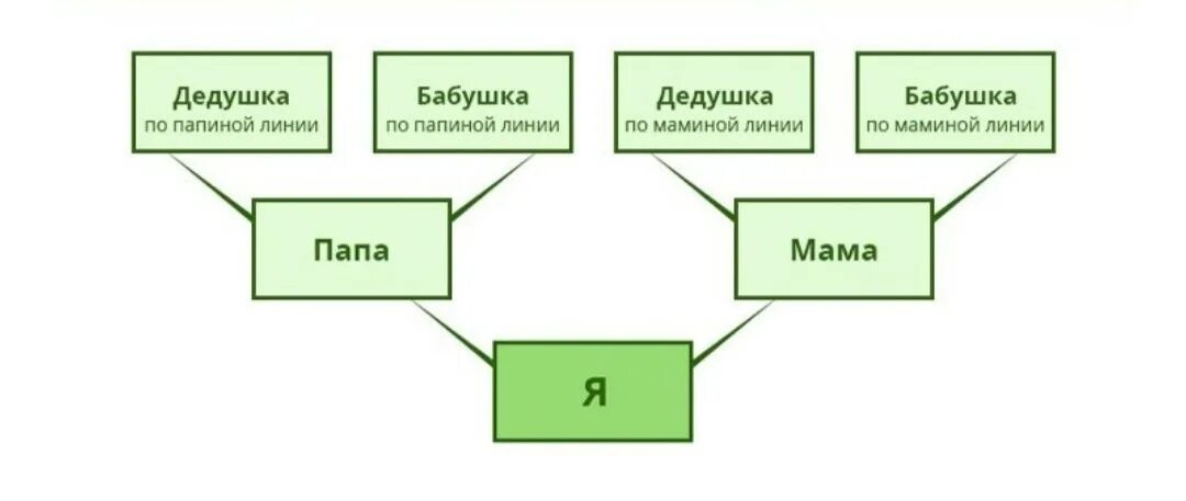 Составляющая семьи. Нисходящая родословная схема. Генеалогическое Древо восходящее и нисходящее. Схема восходящей родословной. Схема родословной семьи.