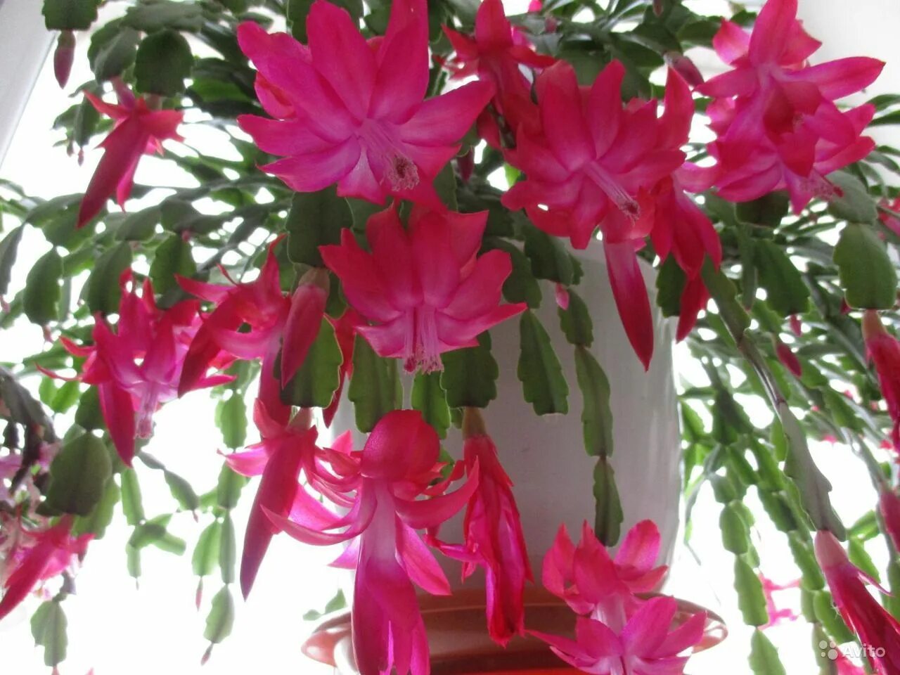 Сорта декабристов. Шлюмбергера аспен белый. Зигокактус шлюмбергера. Сорта декабристов. Зигокактус шлюмбергера.