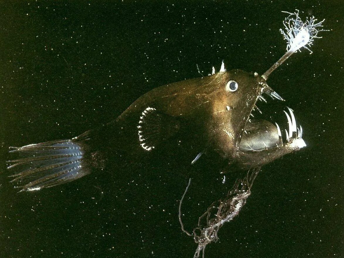 Рыба европейский удильщик. Европейский удильщик морской чёрт. Европейский удильщик морской чёрт. Кто такой удильщик. Европейский удильщик морской чёрт.