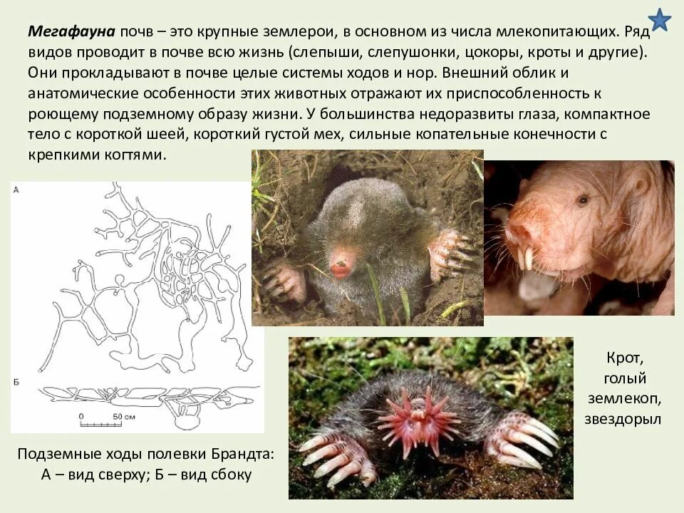 Мегафауна почвы. Адаптации крота. Вид адаптации крота. Адаптации организмов к жизни в почве.