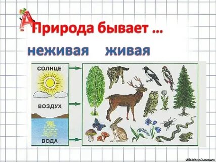 Обобщающая природа