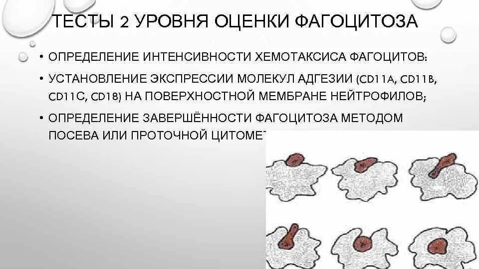 Воспаление фагоцитоз лейкоцит. Фагоцитоз рисунок. Оценка фагоцитоза. Интенсивность фагоцитоза. Может осуществлять фагоцитоз способен к амебоидному движению