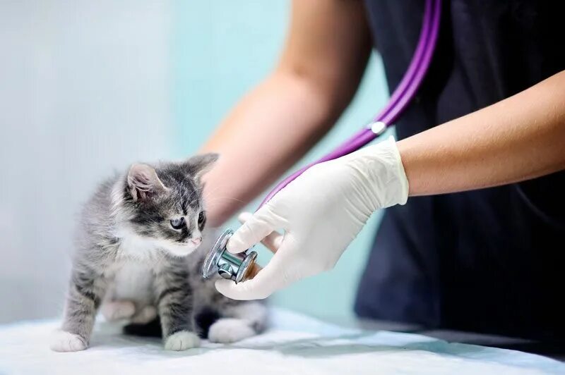 Кошка ветеринария. Укол в холку кошке. Прививка перед стерилизацией кошки. Прививка перед стерилизацией кошки. Вакцинация кошек.