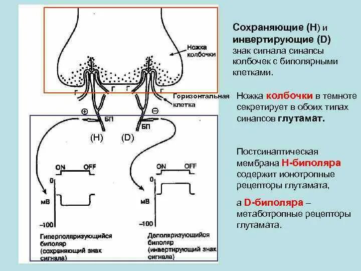Передача нервного импульса через синапс. Химический синапс физиология. ионотропные синапсы. постсинаптические потенциалы.. классификация синапсов по способу передачи сигнала. цикл химического синапса.
