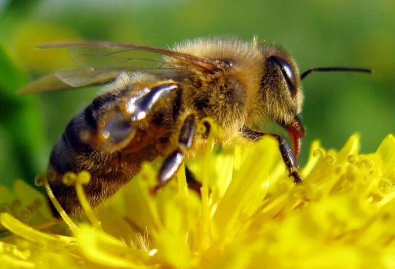 Пчелы медоносные насекомые. Медоносная Оса. Шмель медоносный. Пчела обыкновенная.