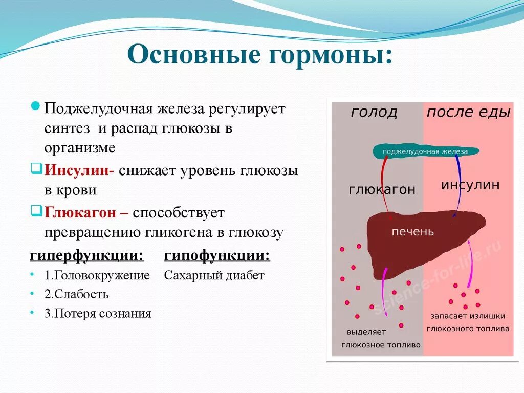 Основные гормоны поджелудочной железы. Гормон поджелудочной железы инсулин функции. Печень гормоны и функции. Эндокринная функция печени.