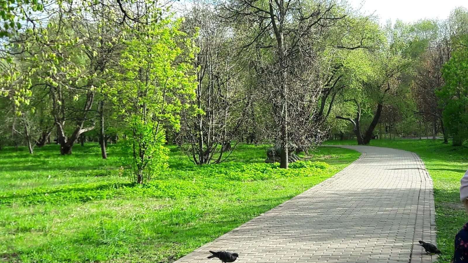 Парк Северное Тушино. Парк Южное Тушино. Москва парк Северное Тушино аллея. Тушинский парк Москва.