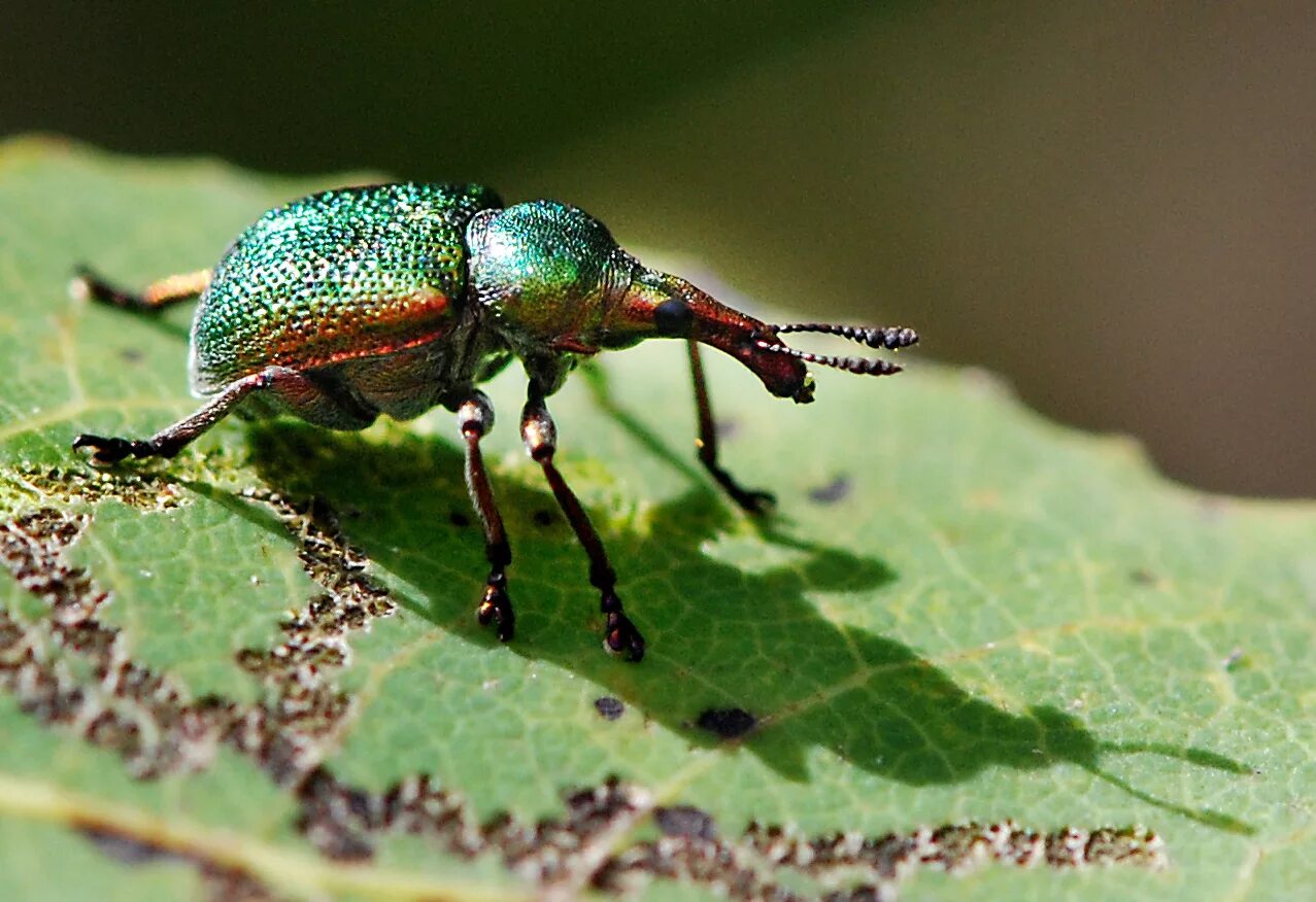 Жук трубковерт черный. Березовый жук. Жук трубковёрт виноградный. Листоед ольховый зеленый. Березовый трубковерт жук.