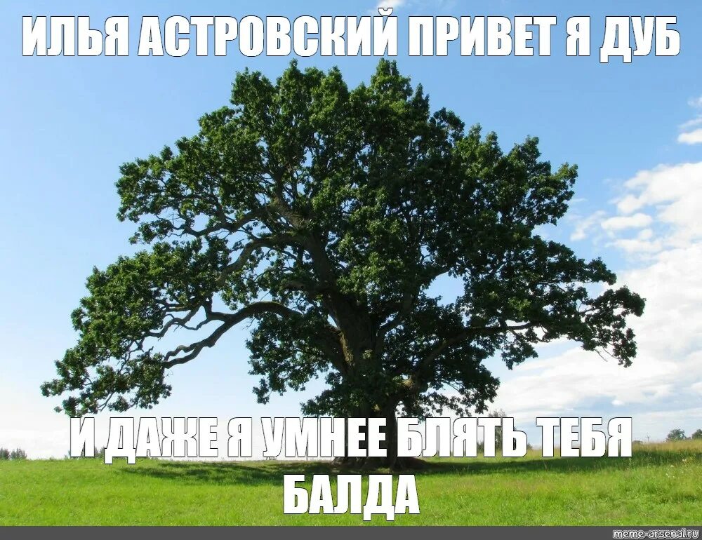Дуби дуби пам пам