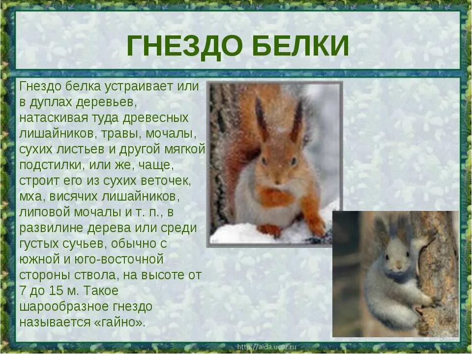 Какую пользу приносят белки. Описание белки. презентация на тему белка. белка для презентации. презентация на тему белочка.