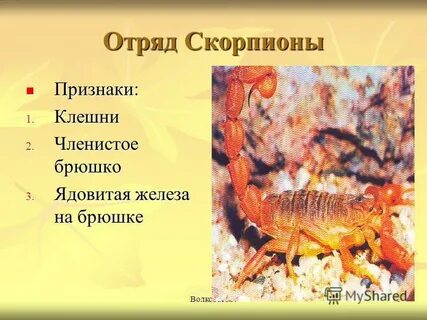 Брюшко членистоногого