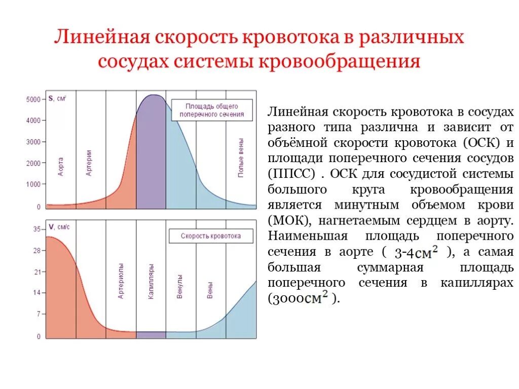 Среднее давление какой сосуд. График изменения объемной скорости кровотока. Объемная скорость кровотока в различных отделах сосудистой системы. Линейная скорость кровотока в разных сосудах. Линейная и объемная скорость кровотока на схеме.