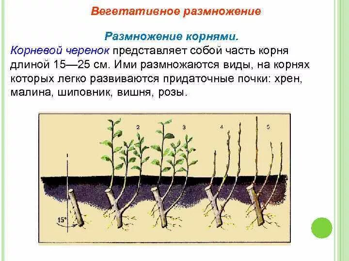 Корневое размножение пример. Вегетативное размножение черенками. вегетативное размножение корневыми черенками. вегетативное размножение растений отводки. размножение корневыми отводками.