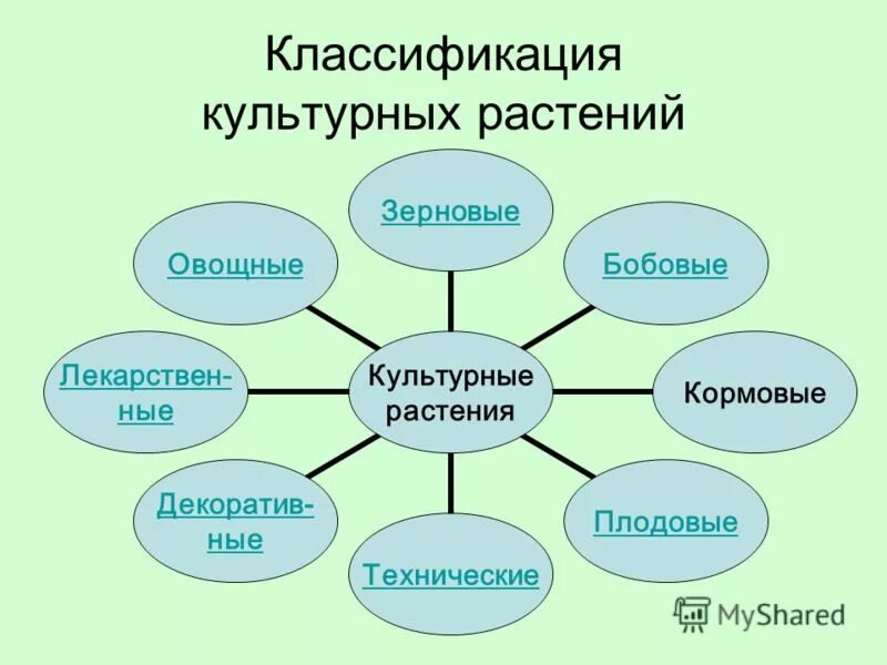 Примеры сортов культурных растений 2 класс окружающий мир. Группы культурных растений. Сорта культурных растений сорта культурных растений. Разнообразие культурных растений 3. Классификация культурных растений.