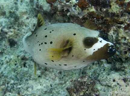 Содержание морской