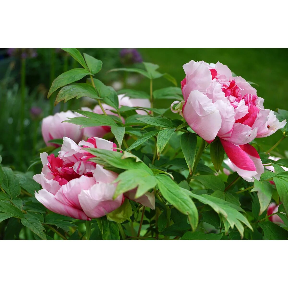 Pivońka, flower, garden, nature, blooming - free image from needpix.com