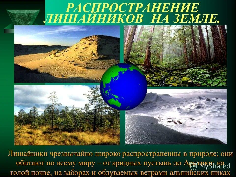 Среда обитания лишайников 5 класс. Распространенность лишайников. Обитания лишайников. Среда обитания лишайников. Среда обитания лишайников.