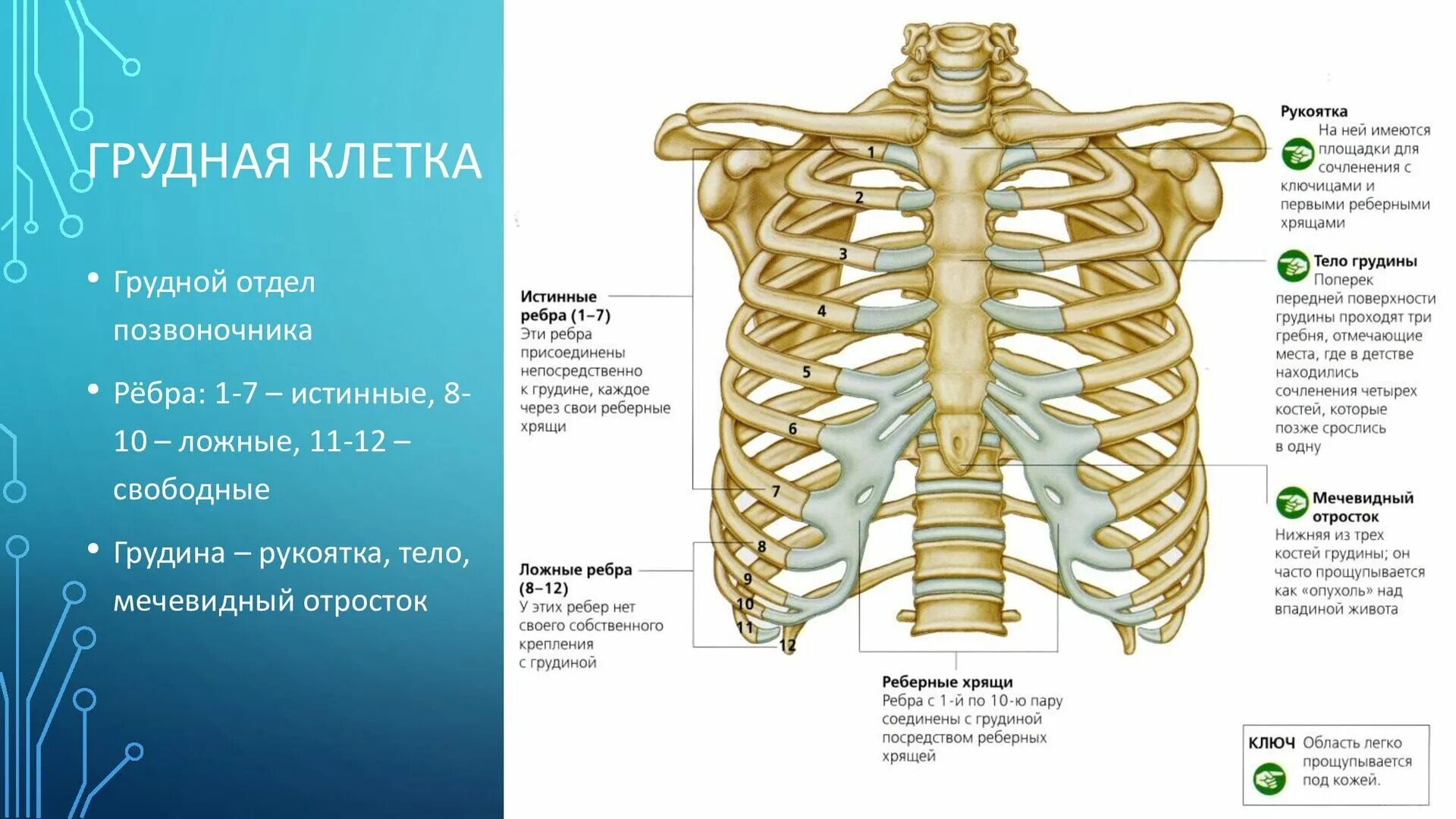 Грудино реберное сочленение анатомия. Грудная клетка ребра. Строение грудины и ребер. Кости грудной клетки человека.