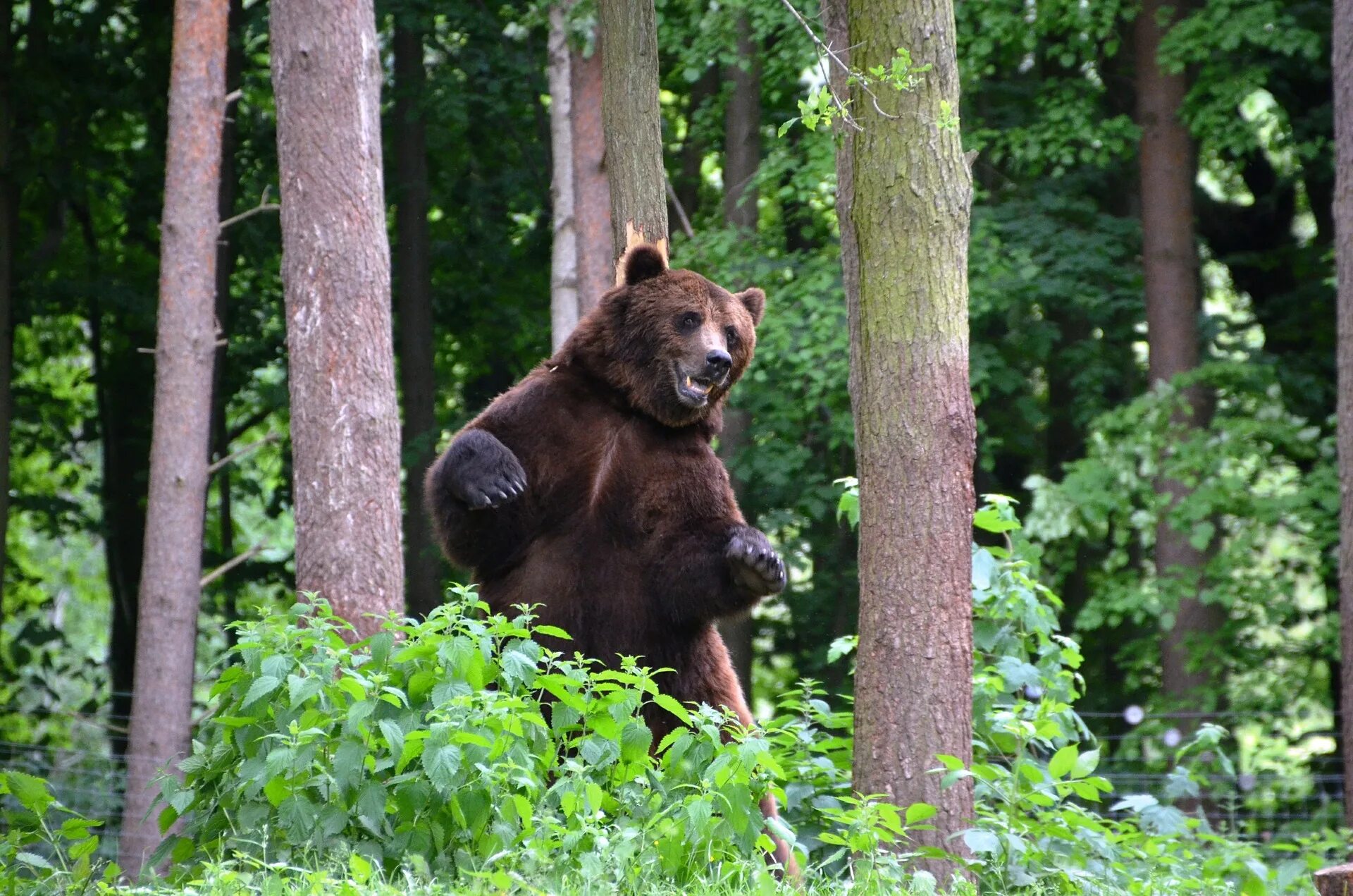 Жизнь медведей в лесу. Бурый медведь в тайге. Сибирский бурый медведь против Гризли. Бурый медведь хозяин тайги. Медведь в лесу.