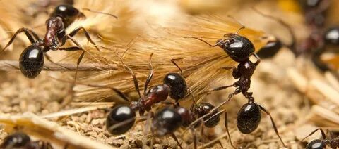 Ant lighting
