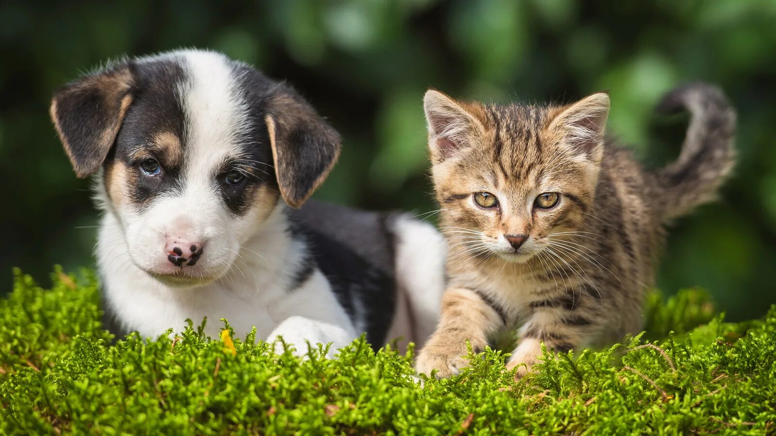 151 Best Pet Names for Dogs, Cats and All Your Sweet Fur Babies Cute pet names, 