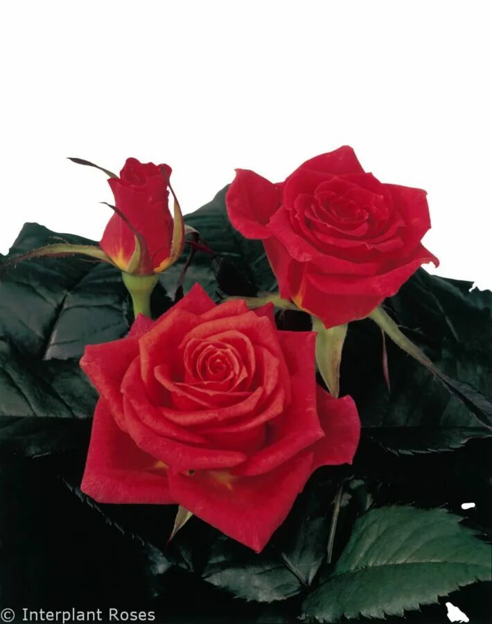 Red Rose with Green Leaves