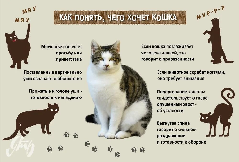 Как понять кота. Поведение кошек. Как понять что кот хочет кошечку. Как понять что кошка хочет есть. Плюсы и минусы пород кошек