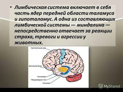 Гипоталамус лимбическая система