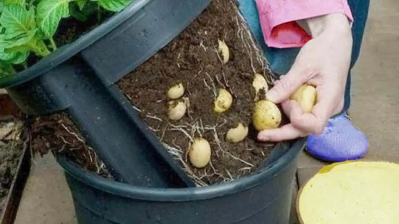 Как вырастить картофель в домашних условиях. Посадка картошки. Посадка картошки в ведрах. Картошка на грядке. Способы посадки картофеля.