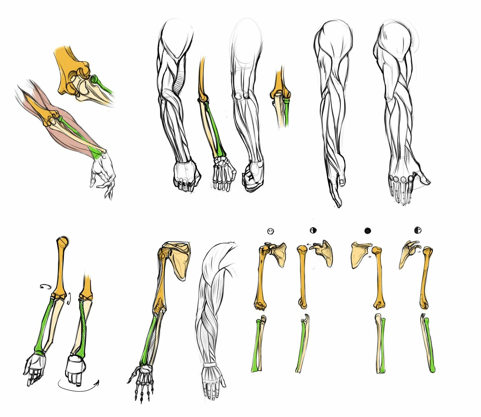 Строение руки рисунок. Пронация кисти референс. Мышцы предплечья референс. Мышцы человека анатомия референс руки. Кисти рук референсы анатомия.