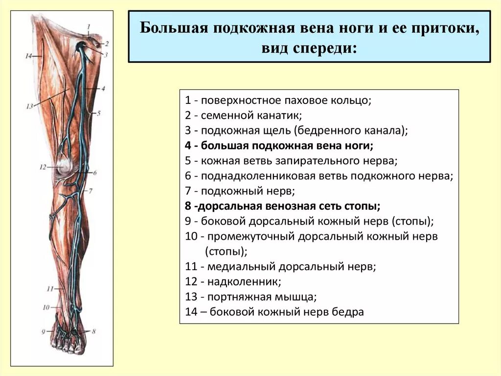 Большая подкожная Вена ноги топография. Малая подкожная Вена нижней конечности впадает в. Большая подкожная Вена нижней конечности. Малая подкожная Вена нижней конечности. Правая подкожная вена