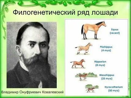 Составление филогенетического ряда лошади какой метод