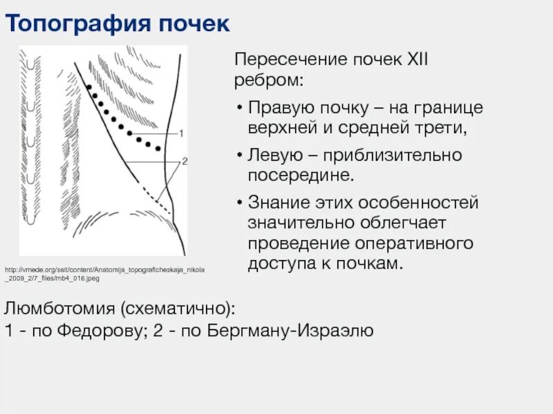 И левую и правую почки пересекает ребро. И левую и правую почки пересекает ребро