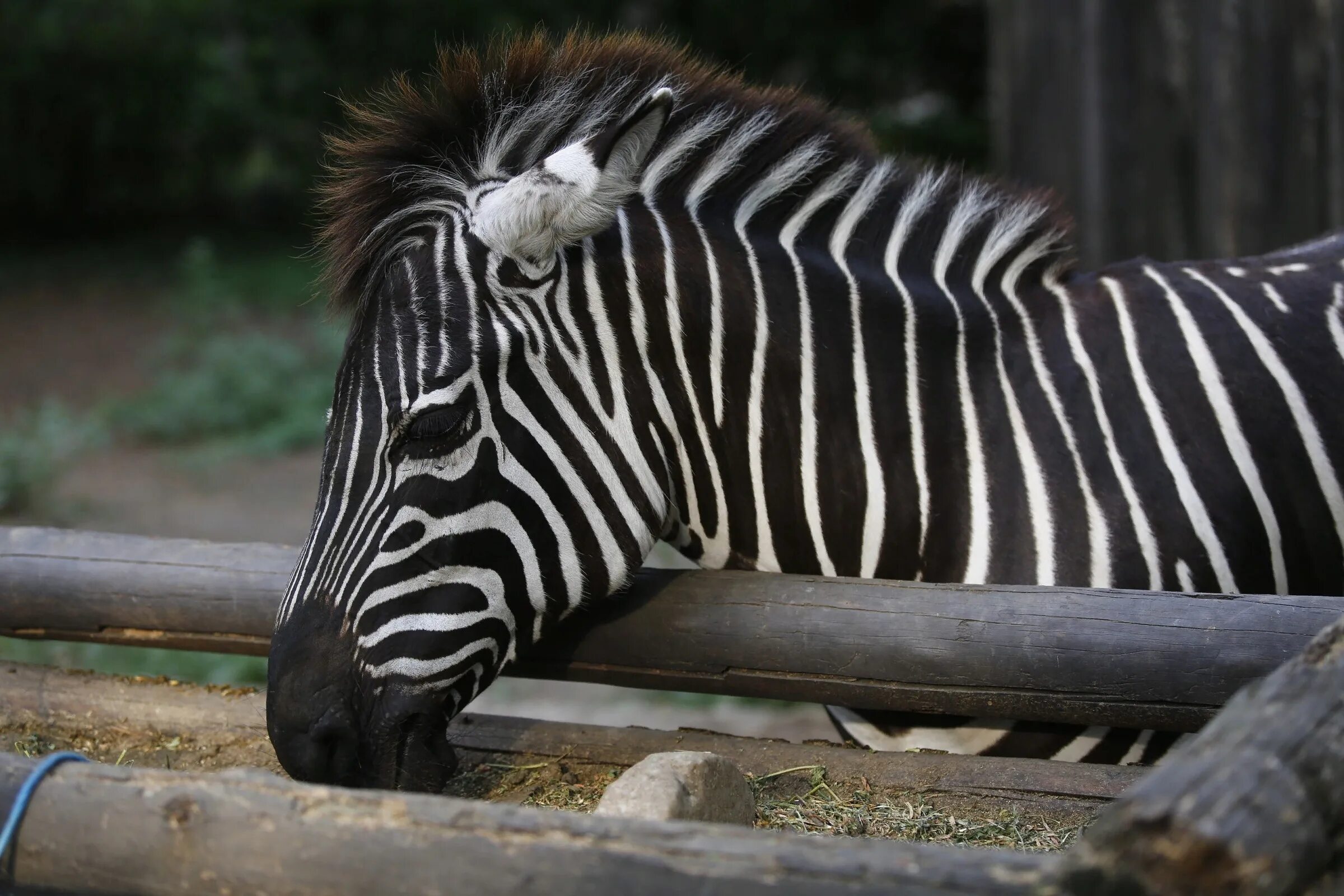 Краснодар зоопарка солнечный. Краснодар зоопарка солнечный. Краснодар зоопарка солнечный. Парк солнечный остров сафари парк. Солнечный остров краснодар сафари парк.