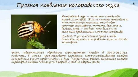 Откуда прибыл колорадский жук