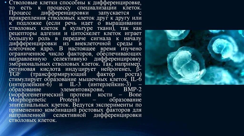 Дифференцировка стволовых клеток. Процесс специализации стволовых клеток. стволовые клетки и их дифференцировка. рождение стволовых клеток. стволовые клетки способны к.