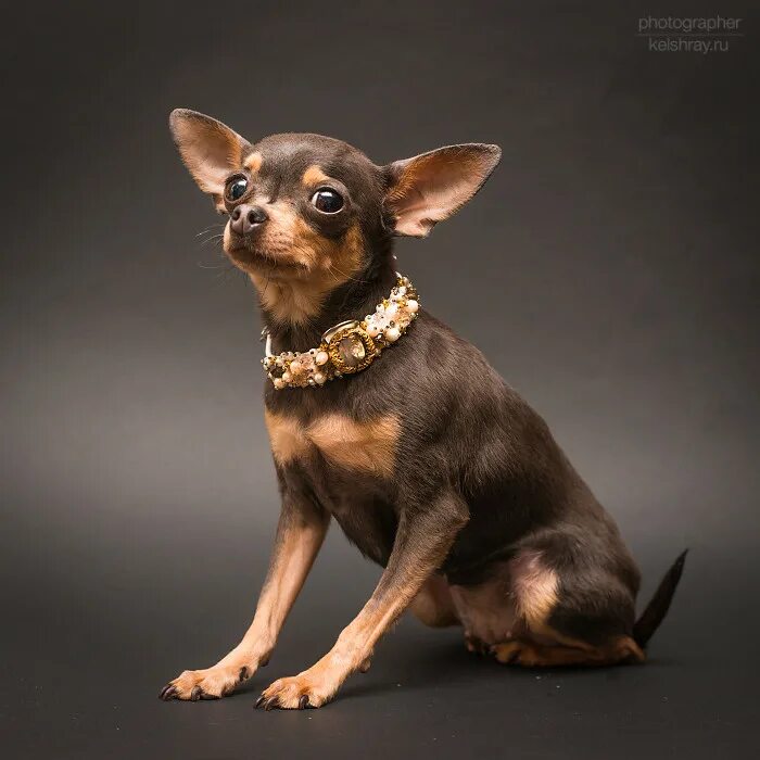 Стрижка когтей чихуахуа. Той терьер когти. Собака не дает стричь когти. Собака не дает стричь когти. Стричь когти собаке.