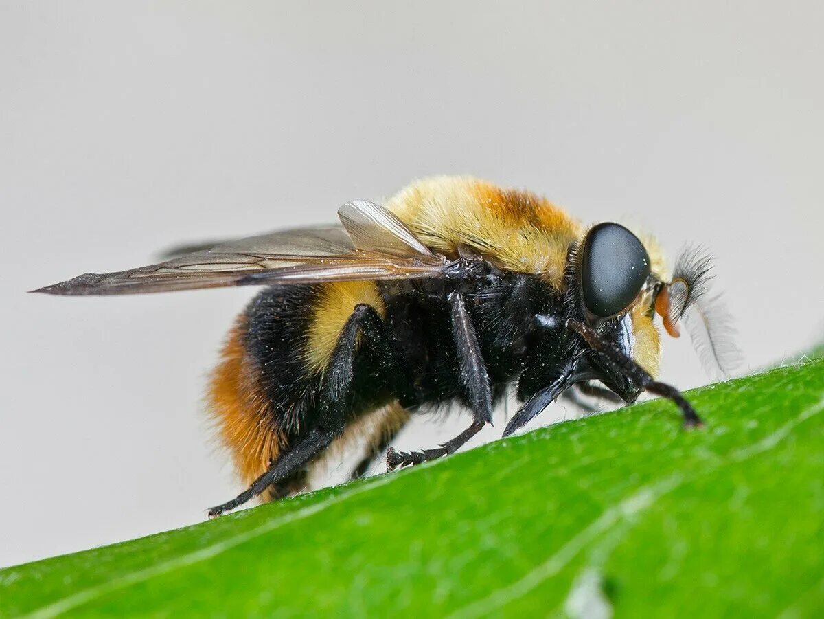 Шмелевидка муха журчалка. Volucella bombylans. Муха шмелевидка личинки. Шмелевидная муха. Журчалка шмелевидная.