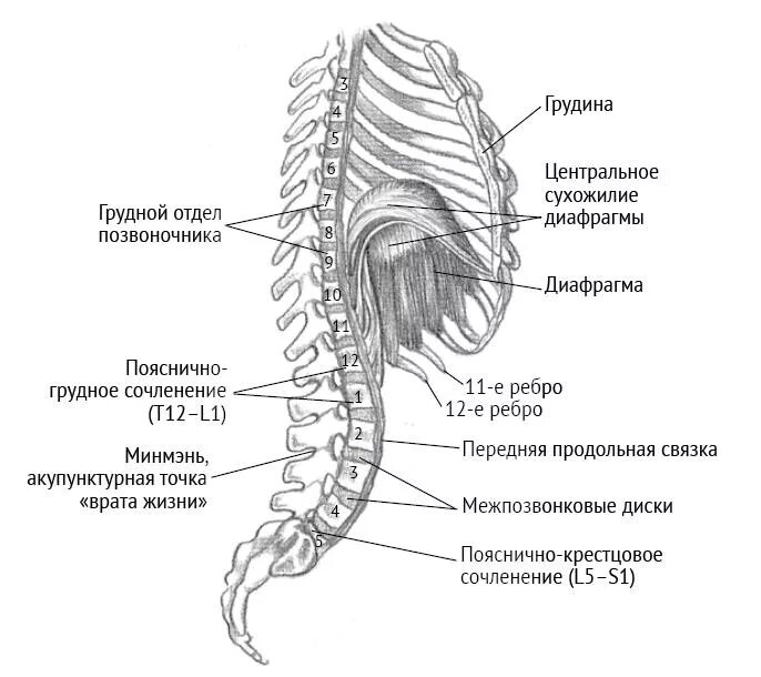 Отделы поясницы. Позвонок грудного отдела анатомия. Грудной отдел позвоночника анатомия позвонков. Грудной позвон анатомия отдел позвоночника. Т1 грудной отдела позвоночника.