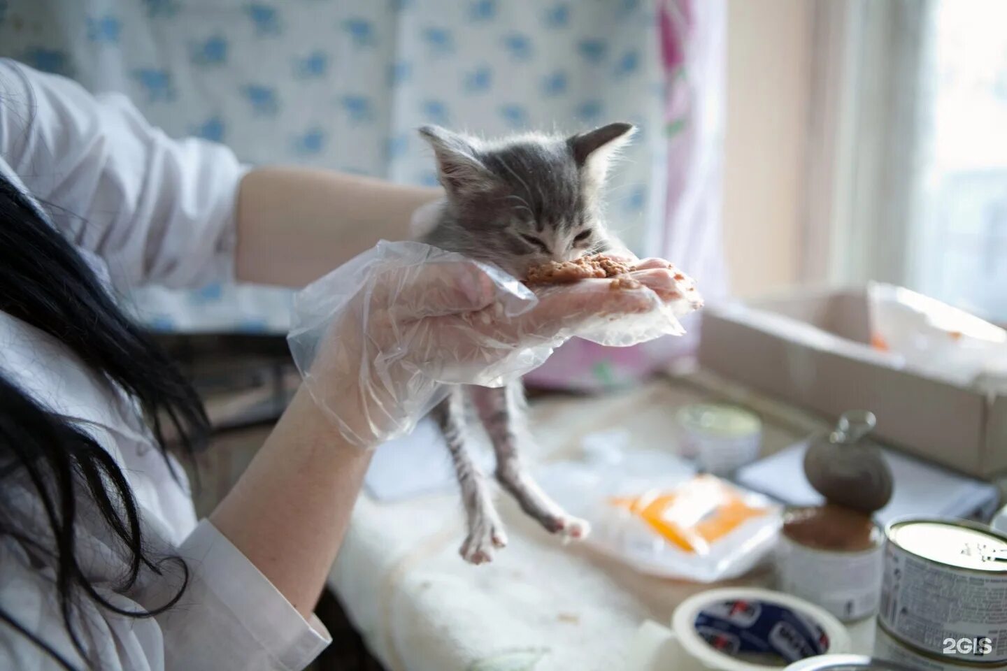 Приют Муркоша. Приют для кошек Муркоша. Приют для животных Муркоша Осташковская улица 14. Официальные котята. Сайт приюта кошек муркоша