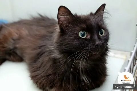 Йоркская шоколадная кошка
