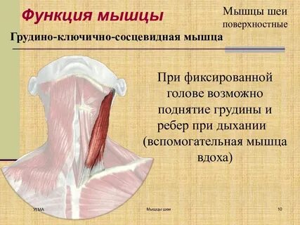 Подкожная мышца функции