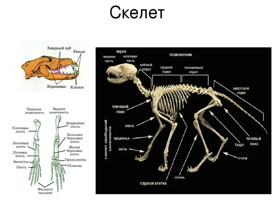 Скелет кошки с названием костей. Скелет кролика конечности описание. Скелет млекопитающих схема. Скелет кота с описанием.