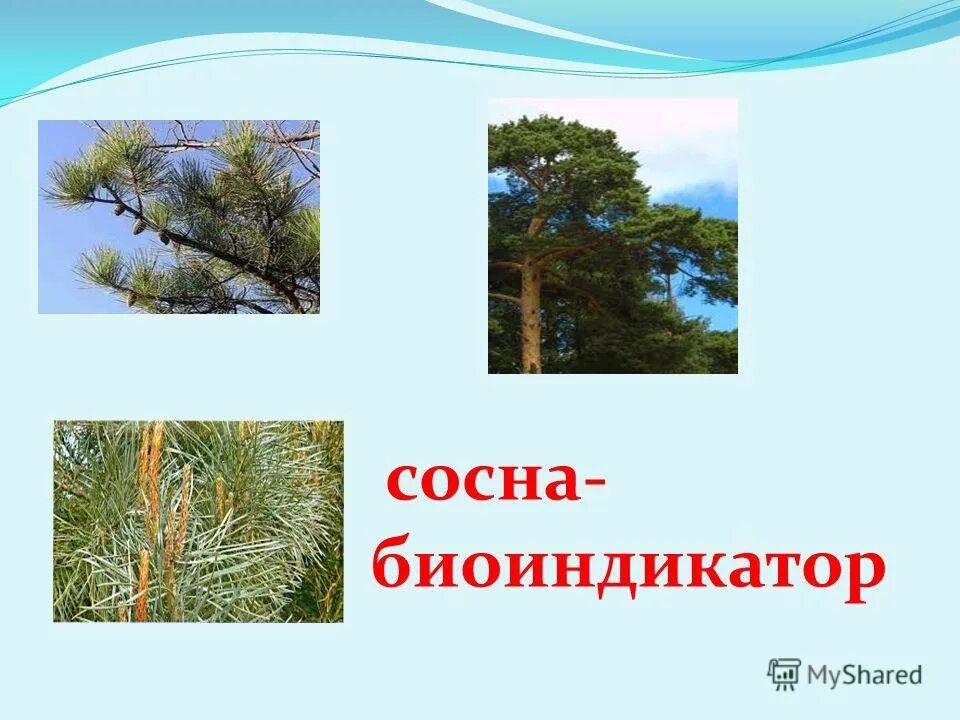 Хвойное объект. Сосна. Сосна биоиндикатор. Сосна и человек. Сосна как биоиндикатор.