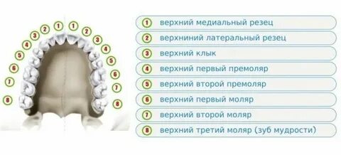 Верхние сколько лет