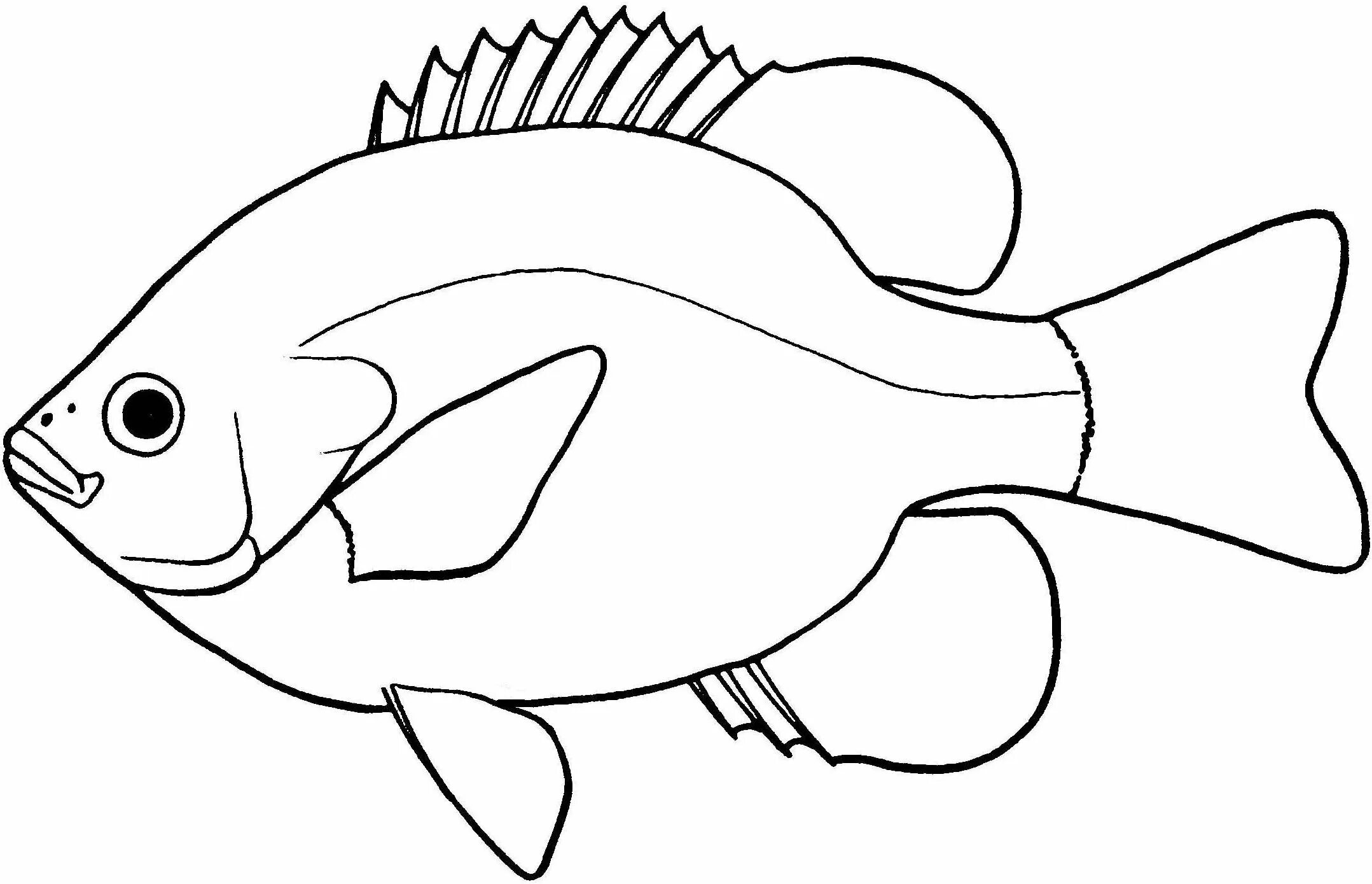 Рисунок рыбки для раскрашивания. Рыбки для срисовки. Окунь раскраска. Рыба окунь раскраска. Нарисовать рисунок рыбу