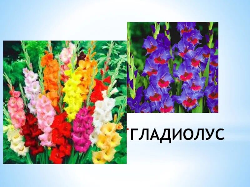 Определите несколько растений осенних цветников запишите названия