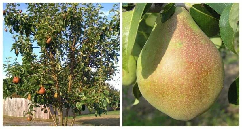 Груша"памяти Яковлева" (Pyrus "pamyati Jakovleva"). Груша Велеса. Груша Велеса ВНИИСПК. Груша сорт Велеса. Груша велеса описание фото отзывы опылители