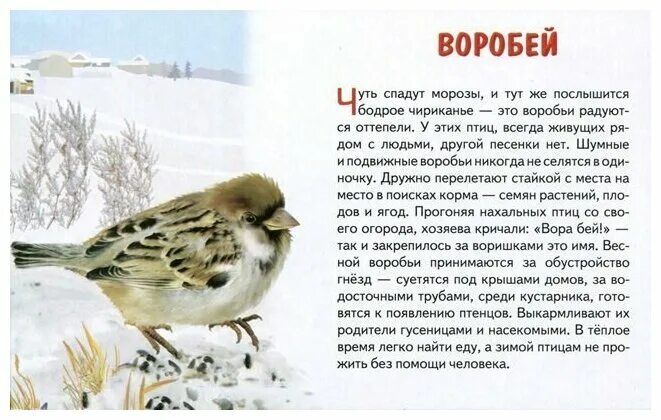 текст про воробья. сочинение про воробьев. рассказ о птице воробей. описание воробья. воробей описание для детей.